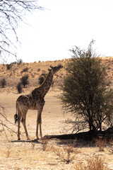 giraffe in in africa 