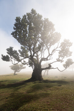 Laurel  forest tree in mist and fog in Laurisilva forest of Paul da Serra, Fanal Forest on the island of Madeira, Portugal