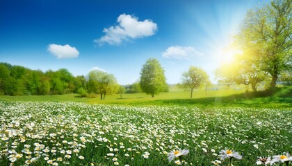beautiful blurred spring background nature with blooming glade chamomile trees and blue sky on a sunny day