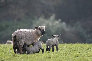 Hampshire Down ewe with lambs. Taken near Cholderton, Hampshire, England. © Jenny Grewal