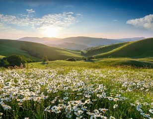 Obraz premium beautiful spring and summer natural landscape with blooming field of daisies in the grass in the hilly countryside