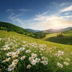 Obraz premium beautiful spring and summer natural panoramic pastoral landscape with blooming field of daisies in the grass in the hilly countryside
