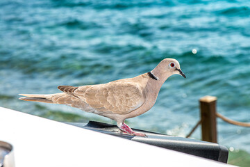 Close-Up of a Dove by the Sea View
