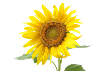 Fototapeta premium Bright Sunflower Isolated on Clear White Background in High Definition