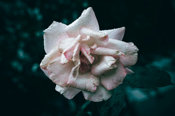 A close up of a blooming white and pink rose with rain drops