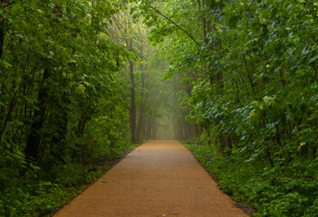 Serene forest pathway shrouded in mist, inviting exploration and tranquility in nature's embrace
