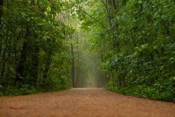 Obraz premium Serene forest path shrouded in mist, inviting exploration on a tranquil morning in nature's embrace