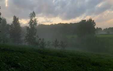 Fototapeta premium Tranquil mist envelops a serene landscape at dawn with trees softly emerging from the ethereal haze