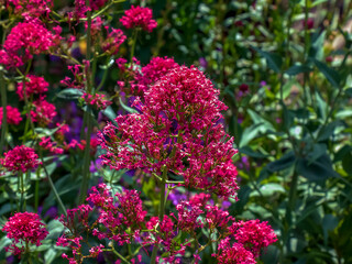 Purpure flowers of centranthus ruber. Also called red valerian, spur valerian, kiss-me-quick, fox's brush, devil's beard and Jupiter's beard.