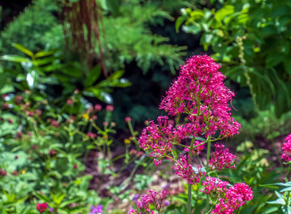 Purpure flowers of centranthus ruber. Also called red valerian, spur valerian, kiss-me-quick, fox's...