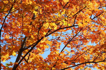 Yellow and red leaves on the branches. Maple leaves have turned yellow in anticipation of winter. Autumn leaf fall. The cool season has arrived
