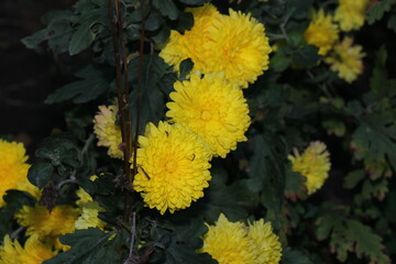 Contrasting yellow chrysanthemums against a dark green background. Small white flowers with a yellow center. The last autumn flowers