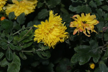 Contrasting yellow chrysanthemums against a dark green background. Small white flowers with a yellow center. The last autumn flowers