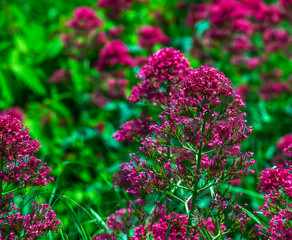 Purpure flowers of centranthus ruber. Also called red valerian, spur valerian, kiss-me-quick, fox's brush, devil's beard and Jupiter's beard.