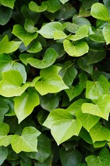 Obraz premium background texture ivy leaves or vines