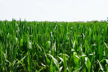 Fototapeta premium background texture agricultural field, corn plantation