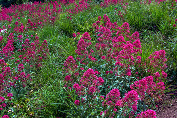 Purpure flowers of centranthus ruber. Also called red valerian, spur valerian, kiss-me-quick, fox's brush, devil's beard and Jupiter's beard.