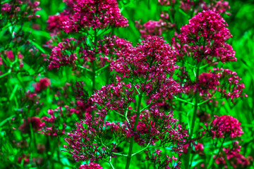 Purpure flowers of centranthus ruber. Also called red valerian, spur valerian, kiss-me-quick, fox's...
