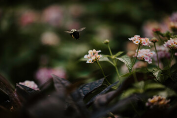 Butterfly on flower