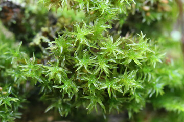 Moss growing on a tree branch, taken near Salisbury, England.