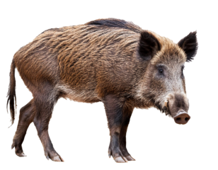 Wild boar isolated on white background, cutout 