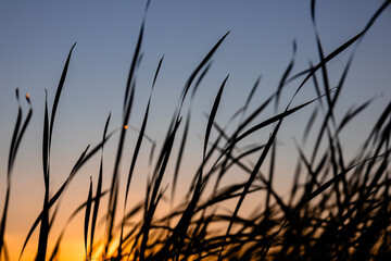 Silhouette of dry marram grass in the dunes. Harmony of silence. Colorful vibrant orange sunset on the seaside. Golden hour sunlight. Beauty of nature