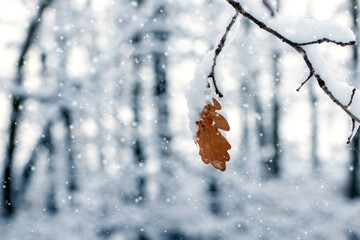 winter forest with snowy oak branch and dry leaf during snowfall
