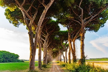 green road italy Stone pine