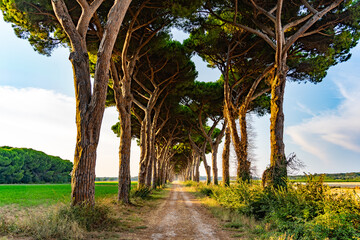 green road italy Stone pine