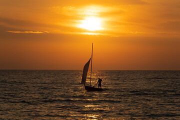 green road italy Stone pine