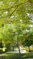 Green tree canopy spreads above neatly trimmed bushes casting shade. Outdoor park setting contrasts vibrant greenery with organized plant structures under bright sunlight.