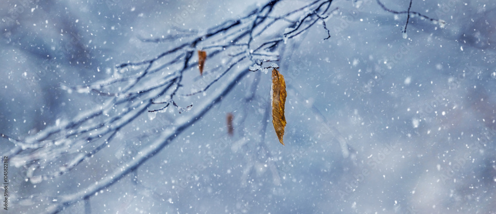 Poster a tree branch with dry leaves in the forest during snowfall on a blurred background