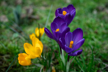 Fototapeta premium Fioletowe i żółte krokusy podświetlone słońcem