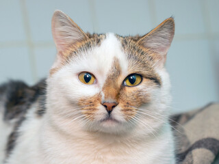 Obraz premium A white spotted cat with an attentive look lies in the room on a plaid