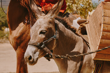 Obraz premium Burro 