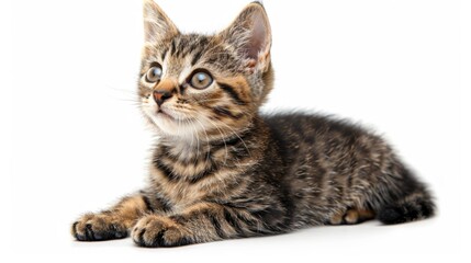 Fototapeta premium Cute Baby Cat Sitting Isolated on White Background. Cute baby Cat