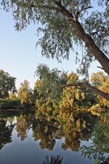 The lake of the forest