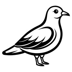 white dove isolated on white