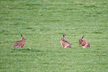 Three European Hares (Lepus europaeus) playing in a field of grass. taken near Salisbury, England.