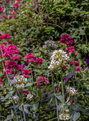 Fototapeta premium Close-up of a white blooming and flowering valerian or Valerian officinalis plant.