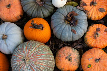 Natural pattern of pumpkins in different color and size.