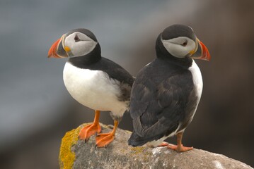 PUFFINS WONDERFUL BIRD