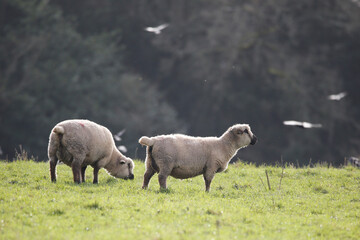 Obraz premium Hampshire Down ewes. Taken near Cholderton, Hampshire, England.