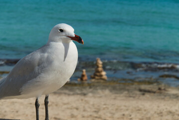 Sitzende Möve am Strand