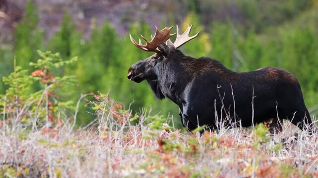 Bull Moose in the Canadian Rockies