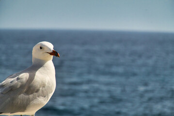 Möve am Meer