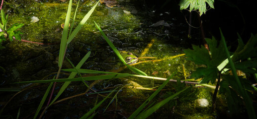 Frog in the pond