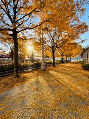 Fototapeta premium Autumn in the park