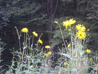 flowers in the grass