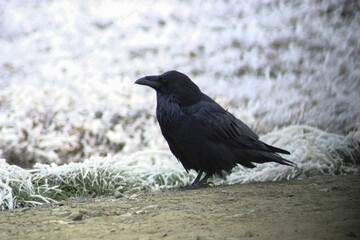 raven on the ground